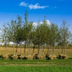 row-of-trees-with-bound-roots-ready-to-be-planted-gettyimages-467052777-1300w-867h