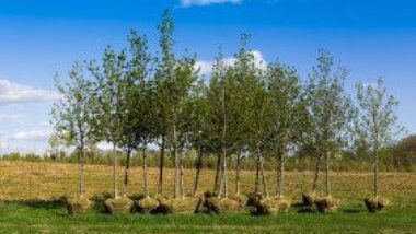 row-of-trees-with-bound-roots-ready-to-be-planted-gettyimages-467052777-1300w-867h